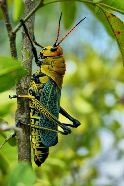 Vibrant Grasshopper on a Tree Branch: A Closer Look at this Exquisite Species