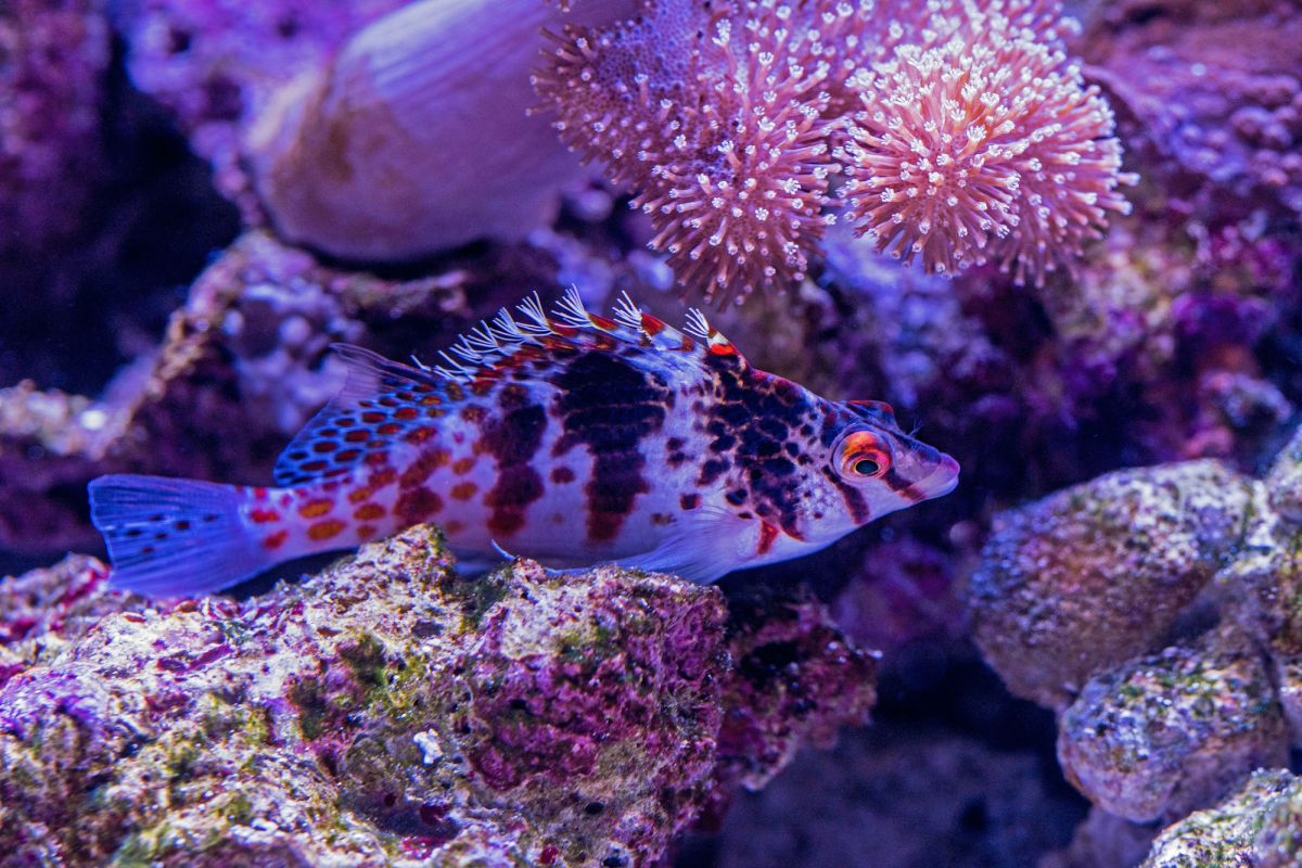 Vibrant Hawkfish Swimming Amongst Pink Corals in Cairns Aquarium
