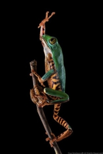Vibrant Journey: The Climbing Frog in Focus