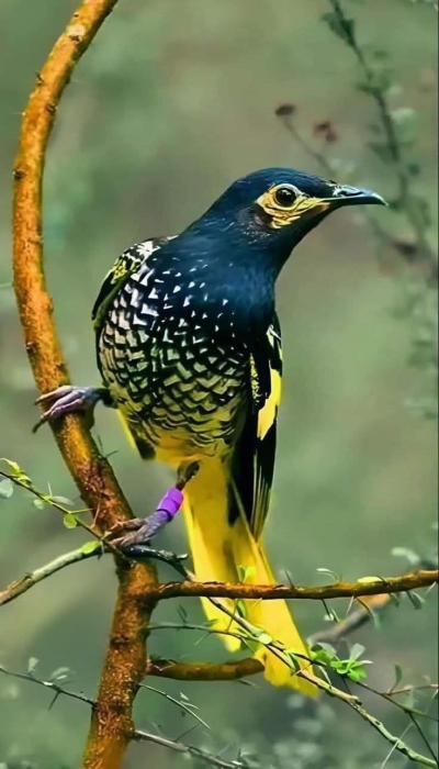 Vibrant Nature: A Glimpse of a Colorful Bird in its Natural Habitat