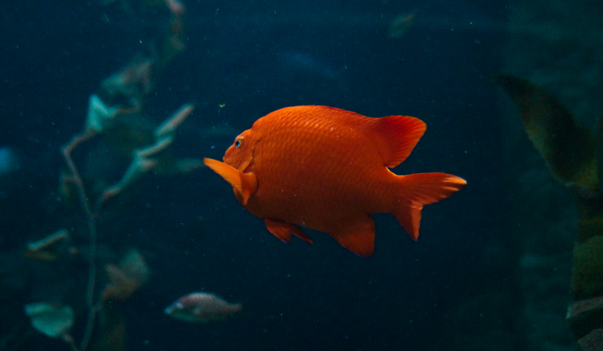 Vibrant Red Fish: An Underwater Spectacle