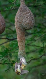 Weaver Bird's Nest: A Cradle Hanging from Nature