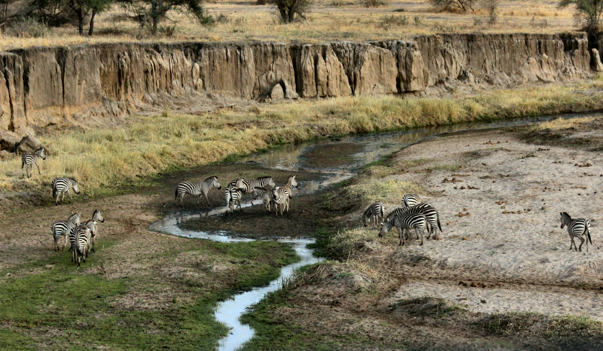 Wildlife Oasis: Zebras at Tarangire National Park, Tanzania