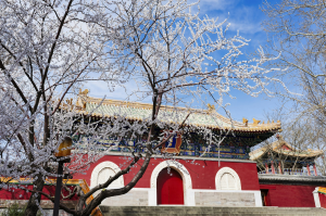 Winter Magic: The Majestic Red Building in Behai Park West Amidst Frosty Cherry Blossom Trees